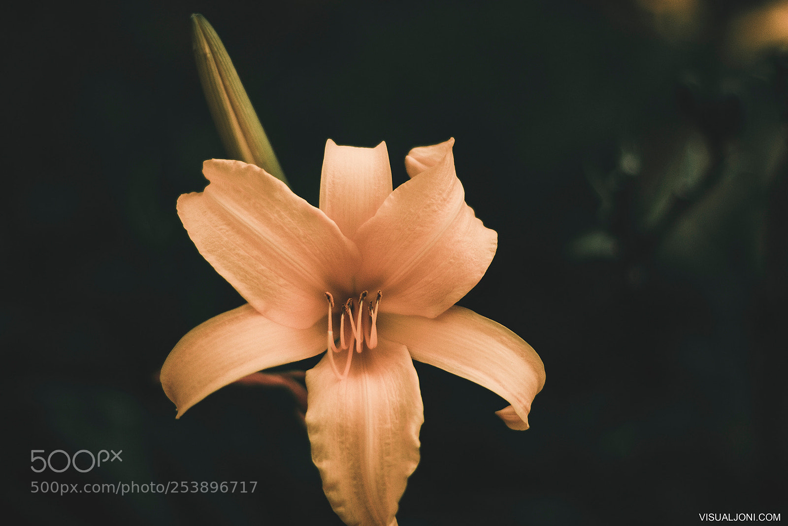 Canon EOS 7D sample photo. Orange lily photography