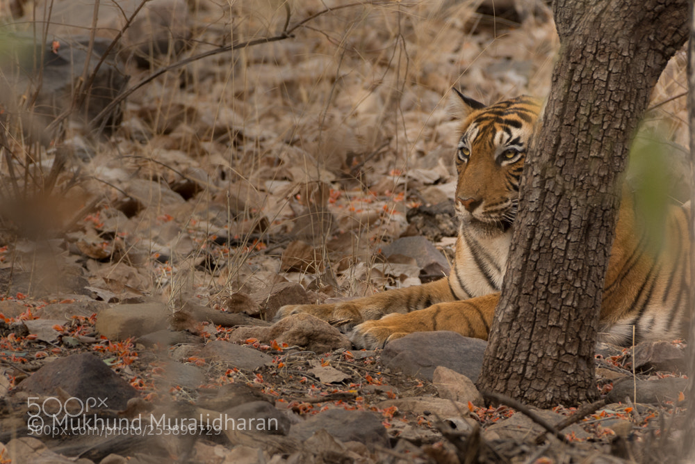 Nikon D7100 sample photo. T60 male cub photography