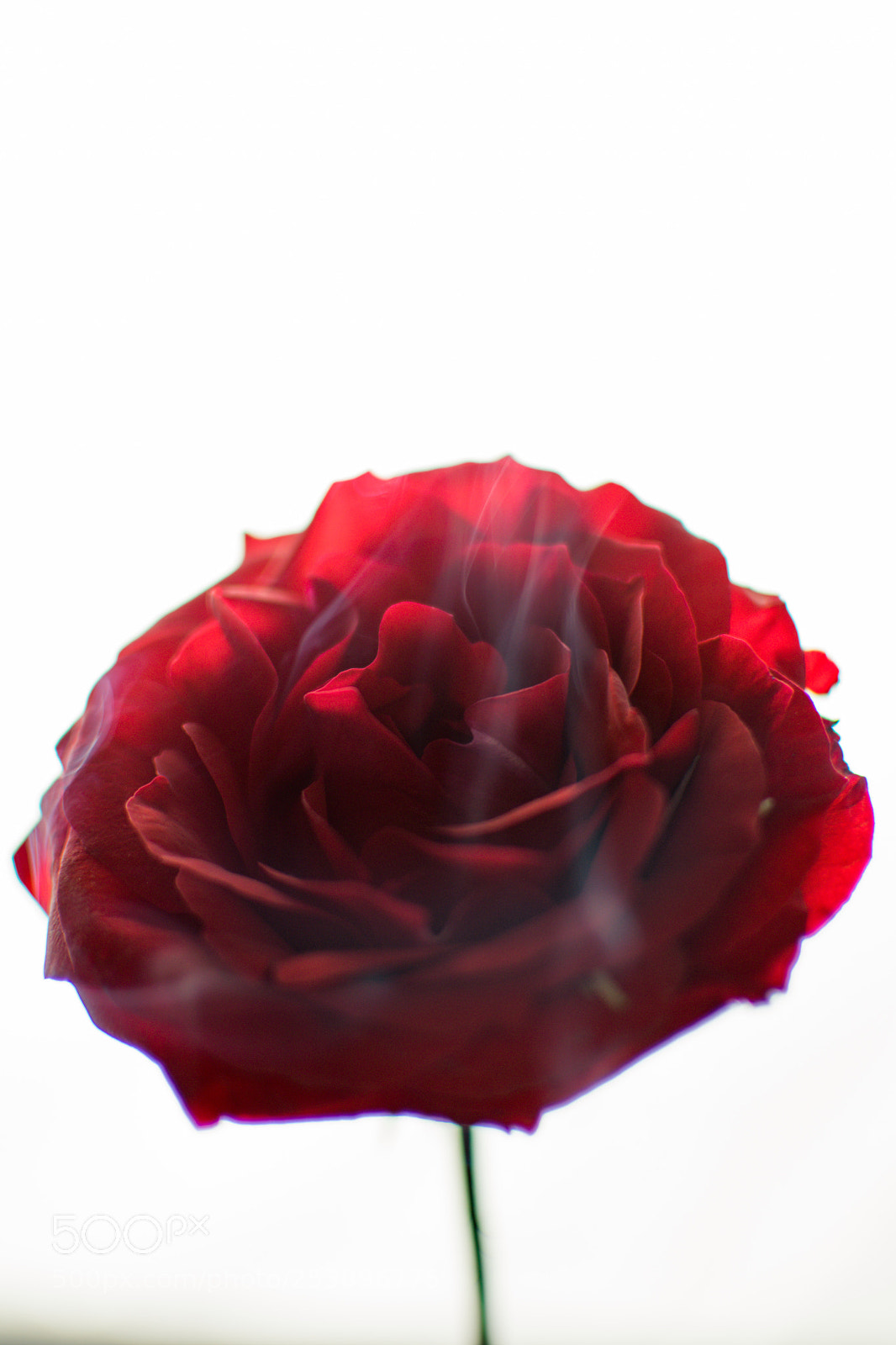Nikon D3300 sample photo. Red flower photography