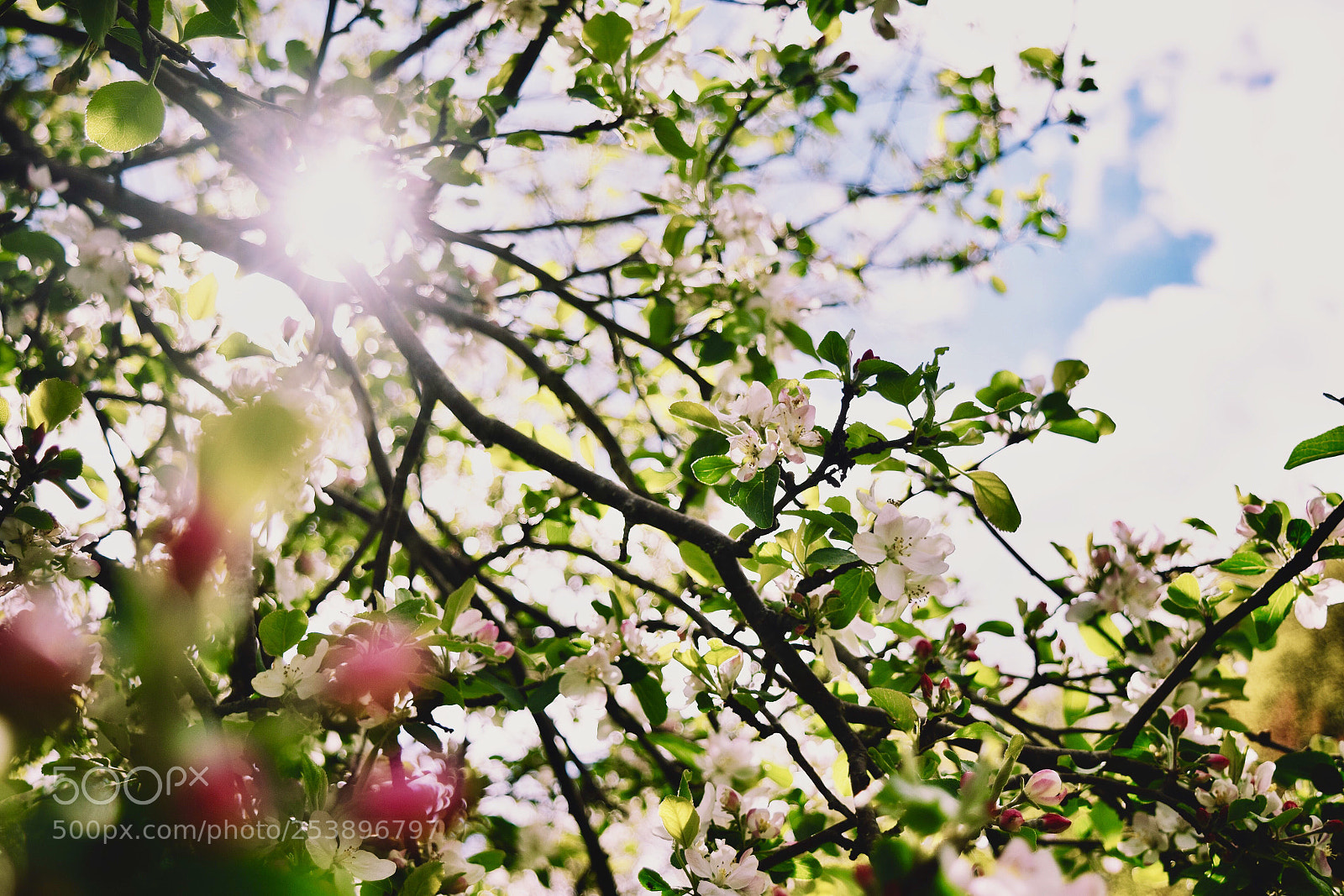 Nikon D3300 sample photo. Apple blossom 2.0 photography