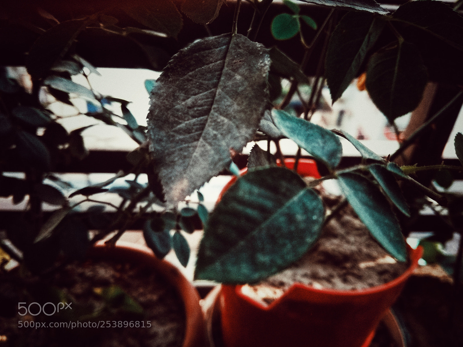 Xiaomi Redmi Note 5A sample photo. Plant ? photography