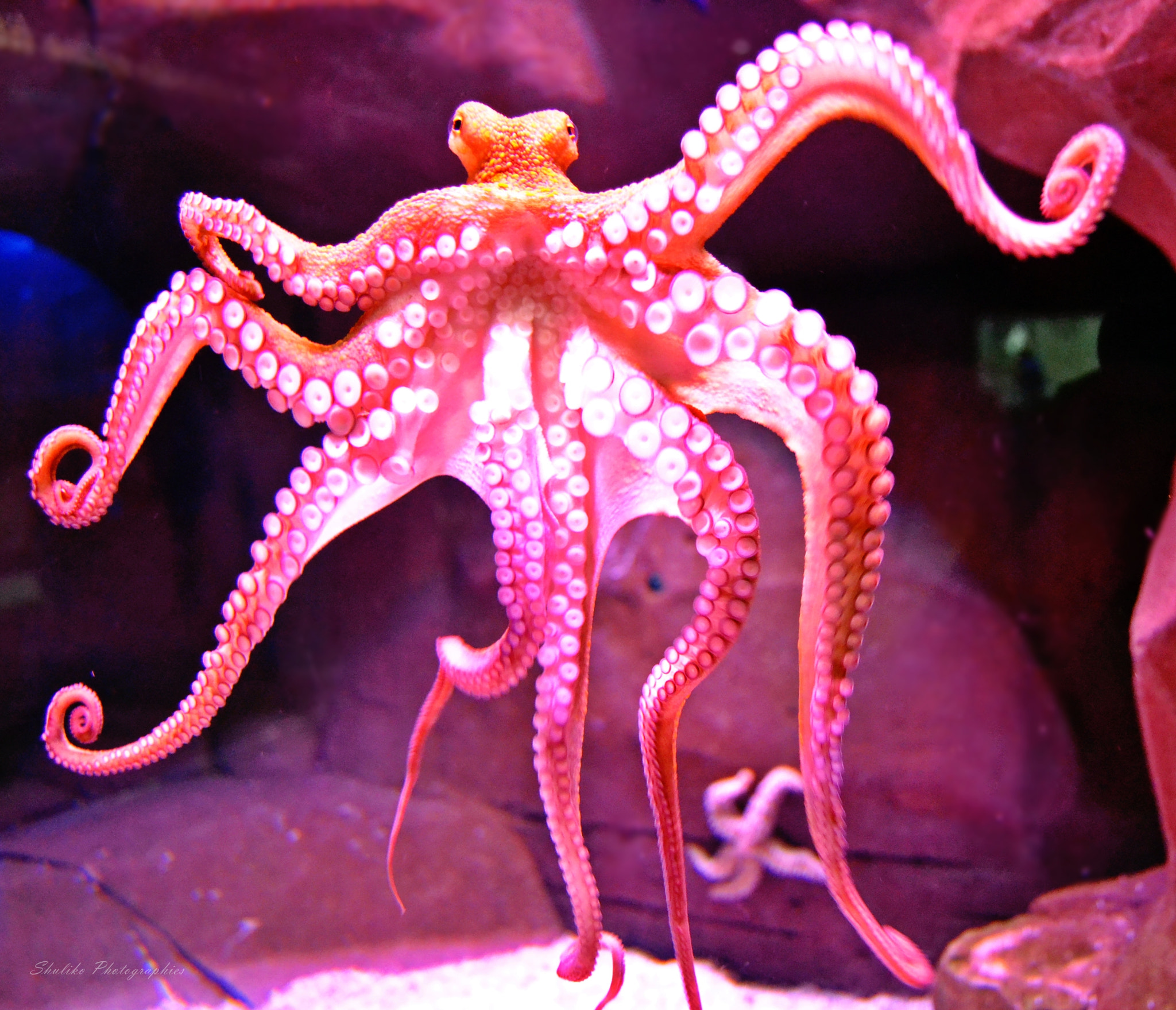 Nikon D3100 sample photo. Octopus photography