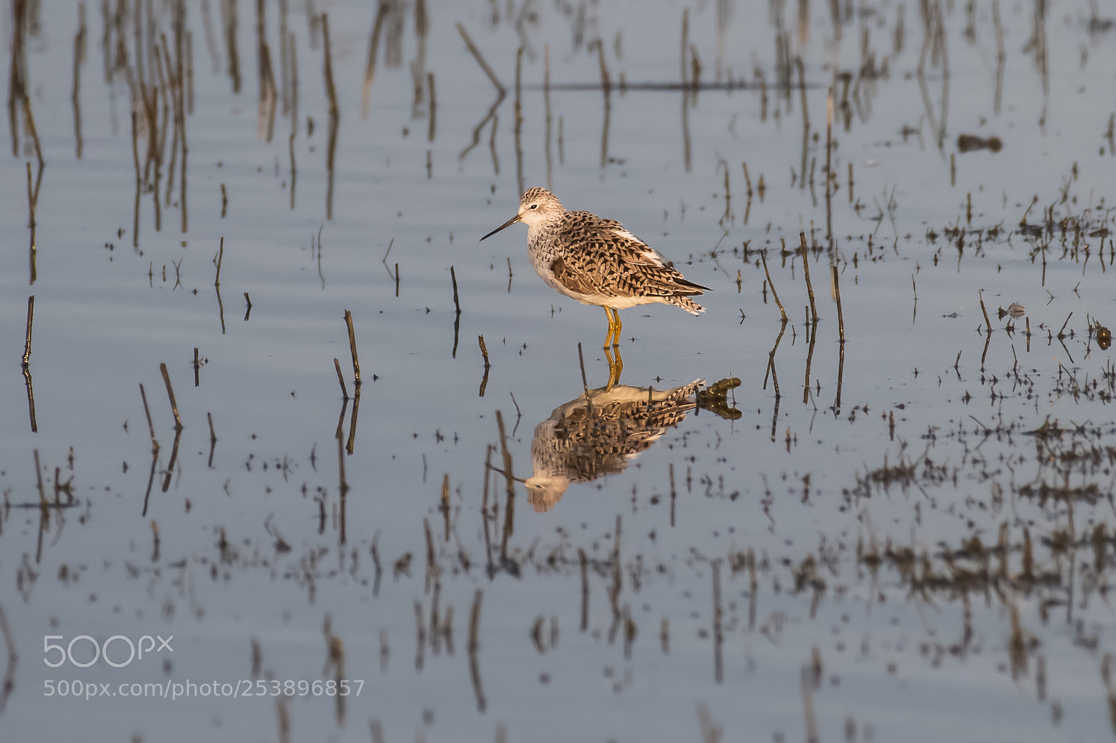 Nikon D500 sample photo. Marsh sandpiper photography