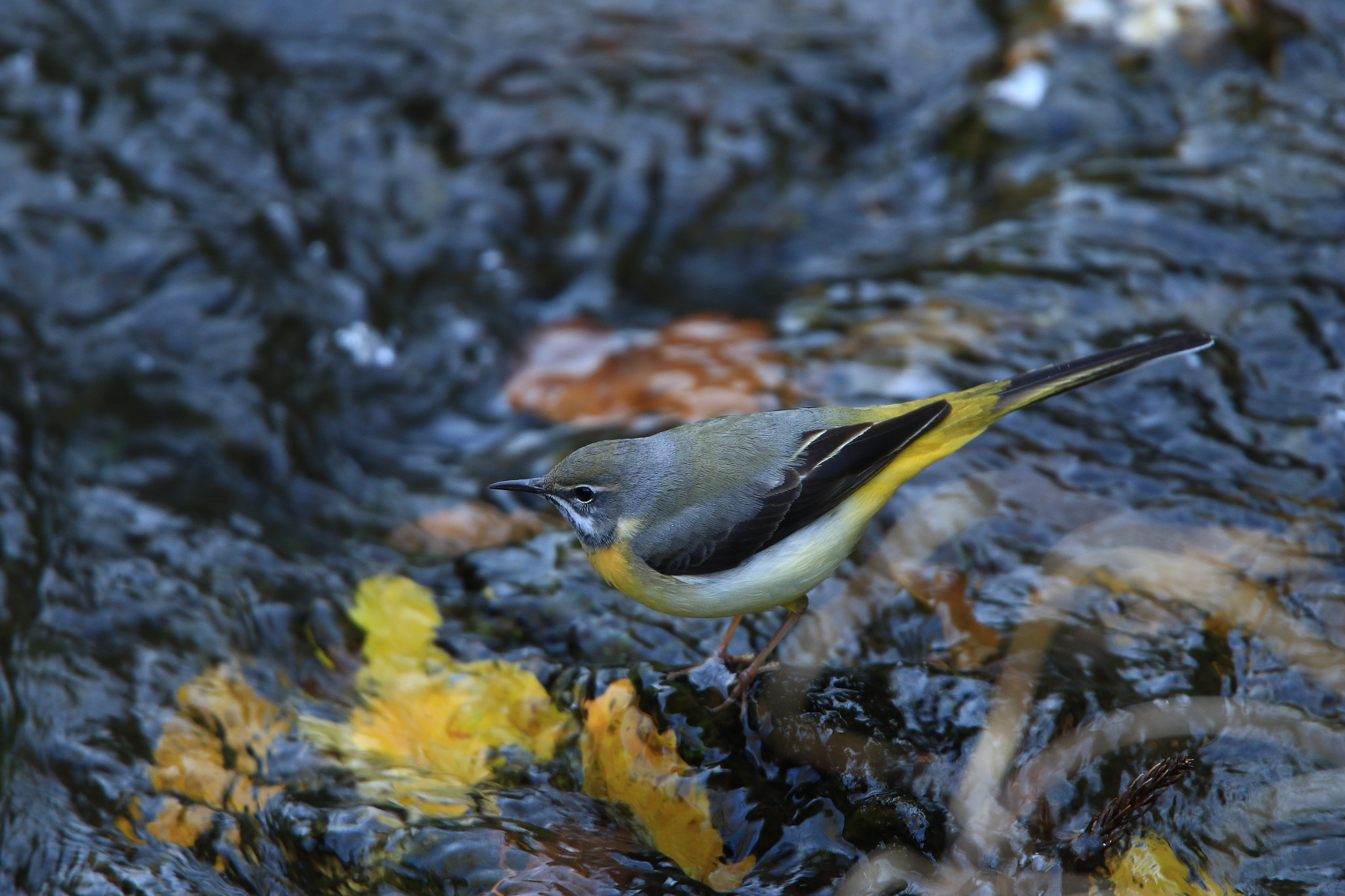 Canon EOS 7D Mark II sample photo. キセキレイと花筏 ② grey wagtail photography