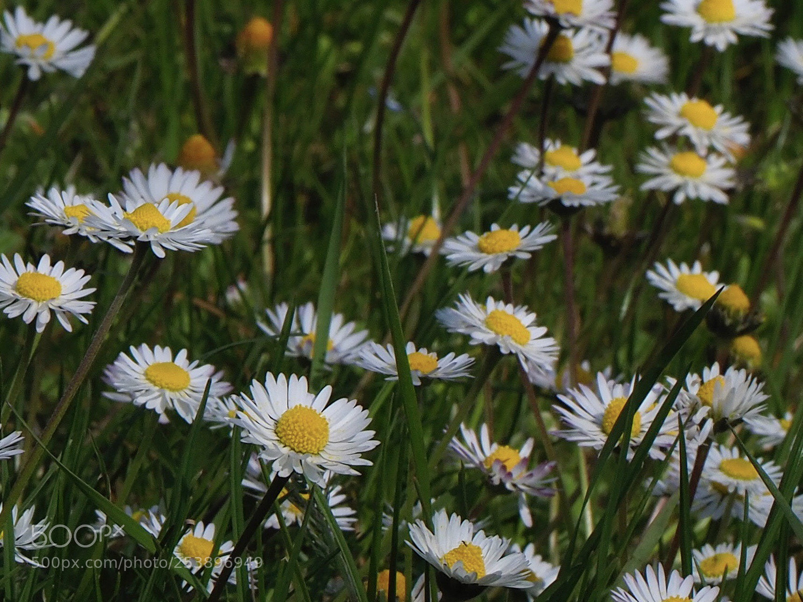 Olympus OM-D E-M1 Mark II sample photo. Margherite pratoline photography