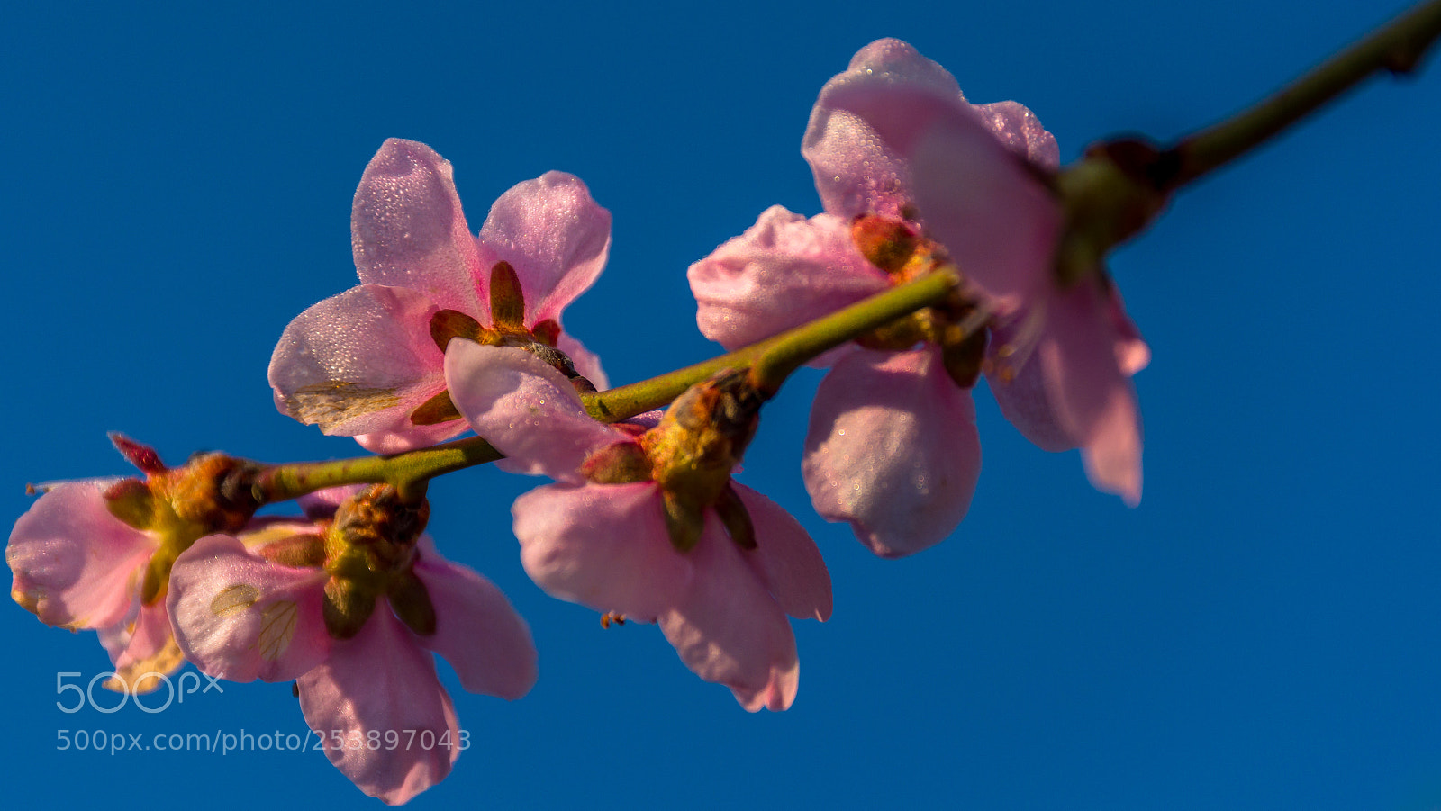 Nikon D7200 sample photo. Good morning spring photography