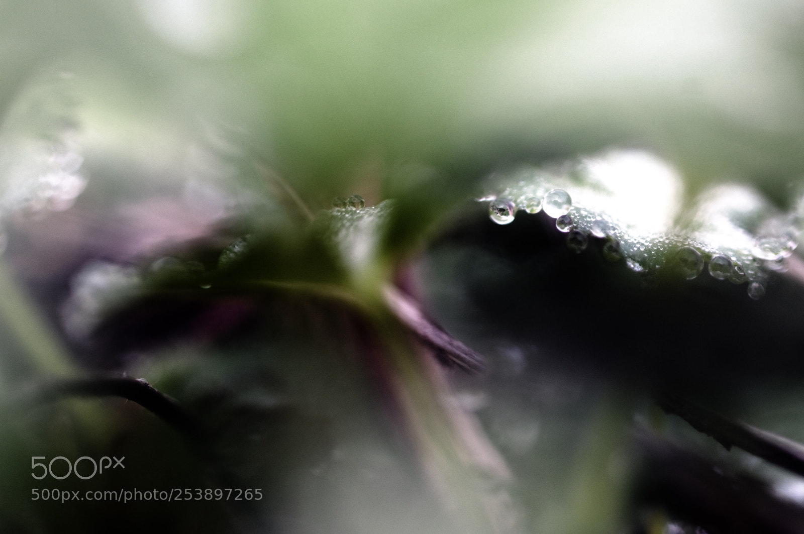 Nikon D300 sample photo. Drop serie photography