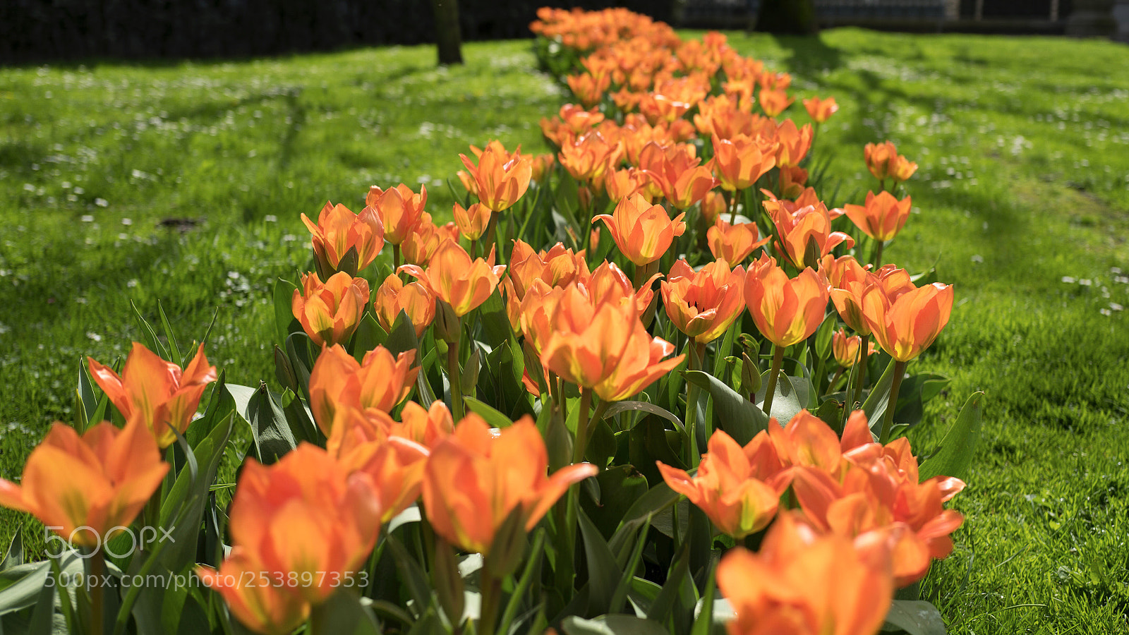 Leica Q (Typ 116) sample photo. Orange spring photography