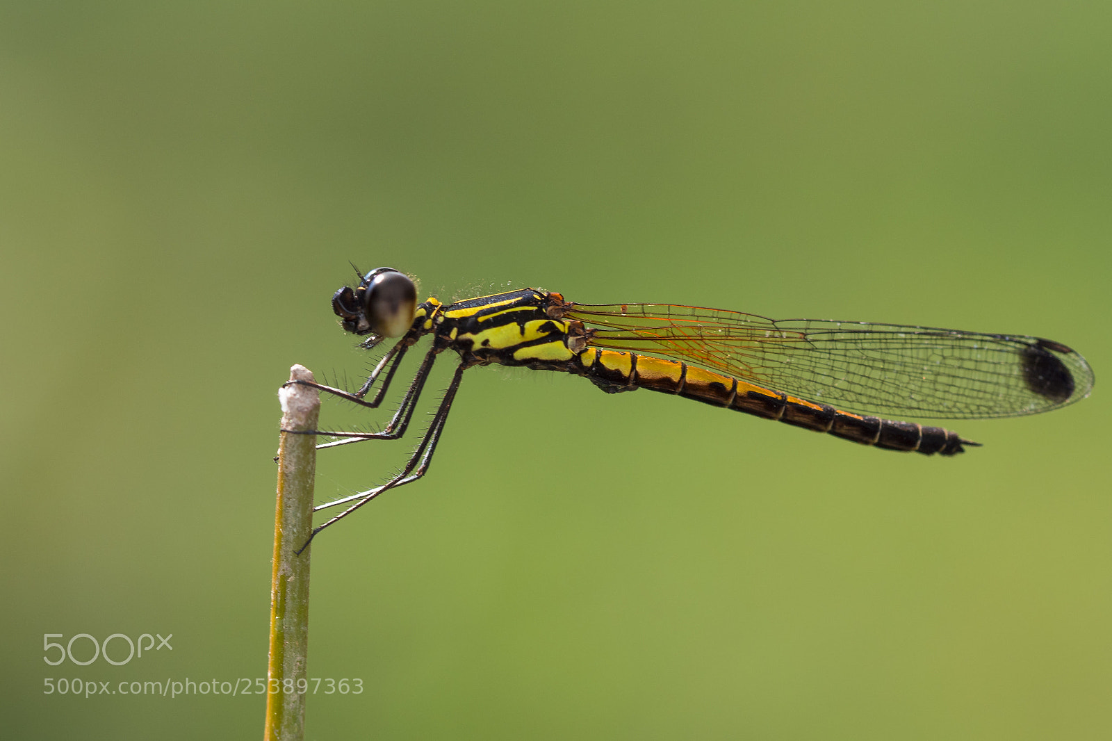 Olympus PEN-F sample photo. Damselfly photography