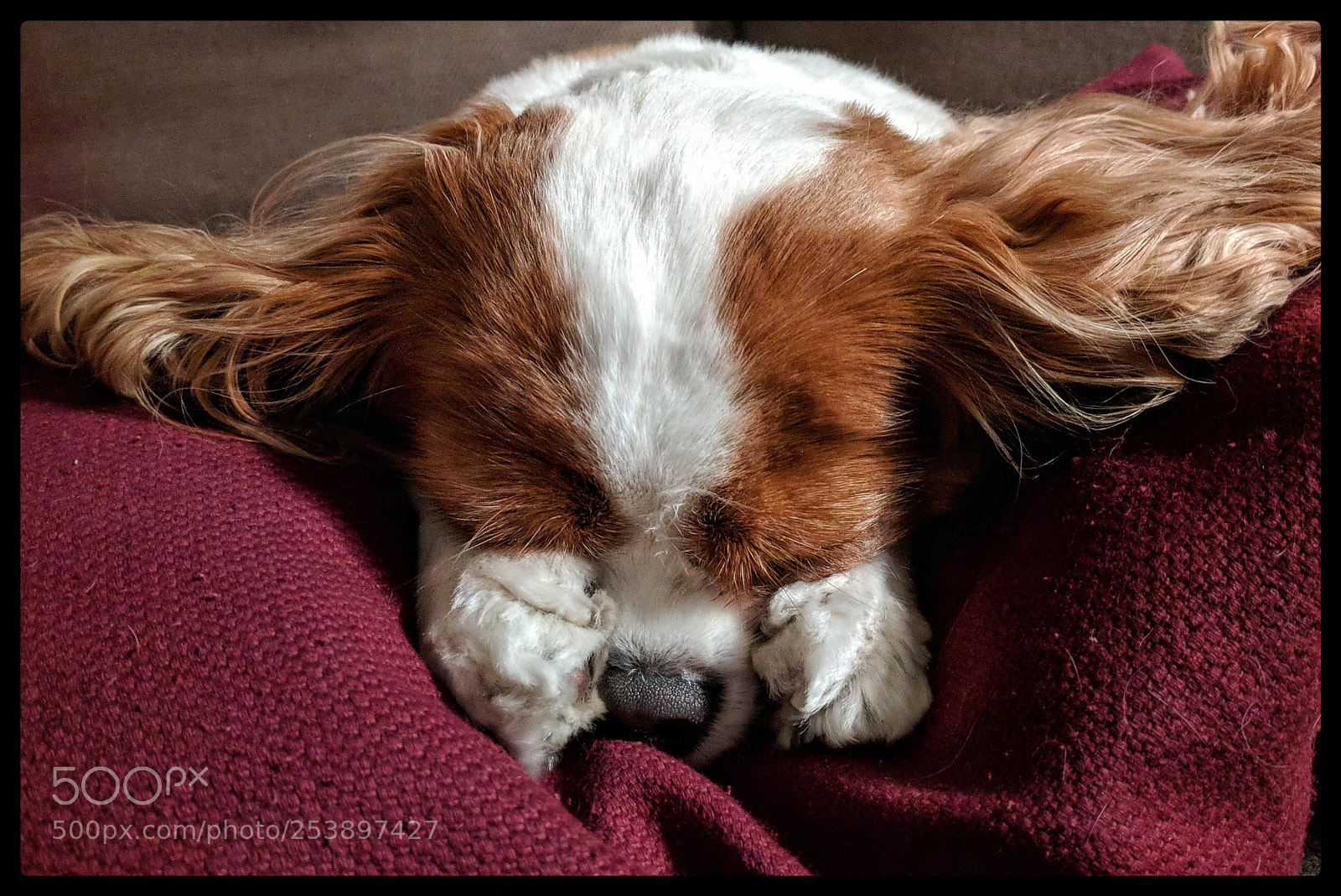 Google Pixel XL sample photo. Hide and seek puppy photography