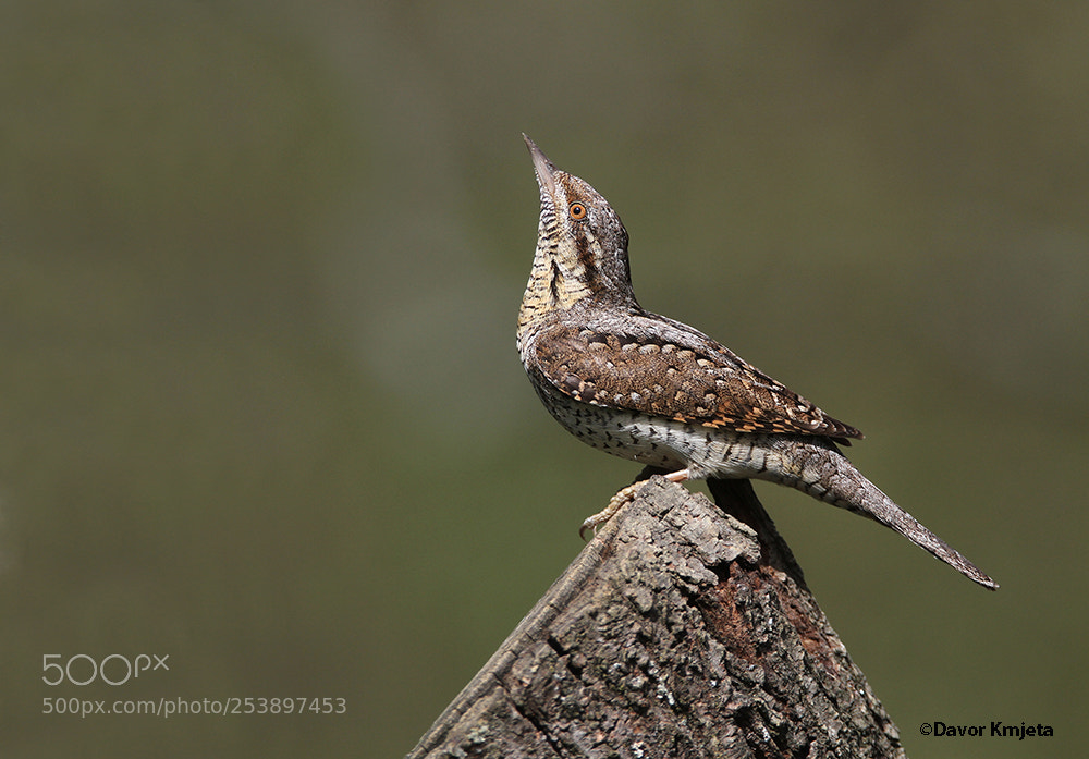 Canon EOS 7D sample photo. Eurasian wryneck photography
