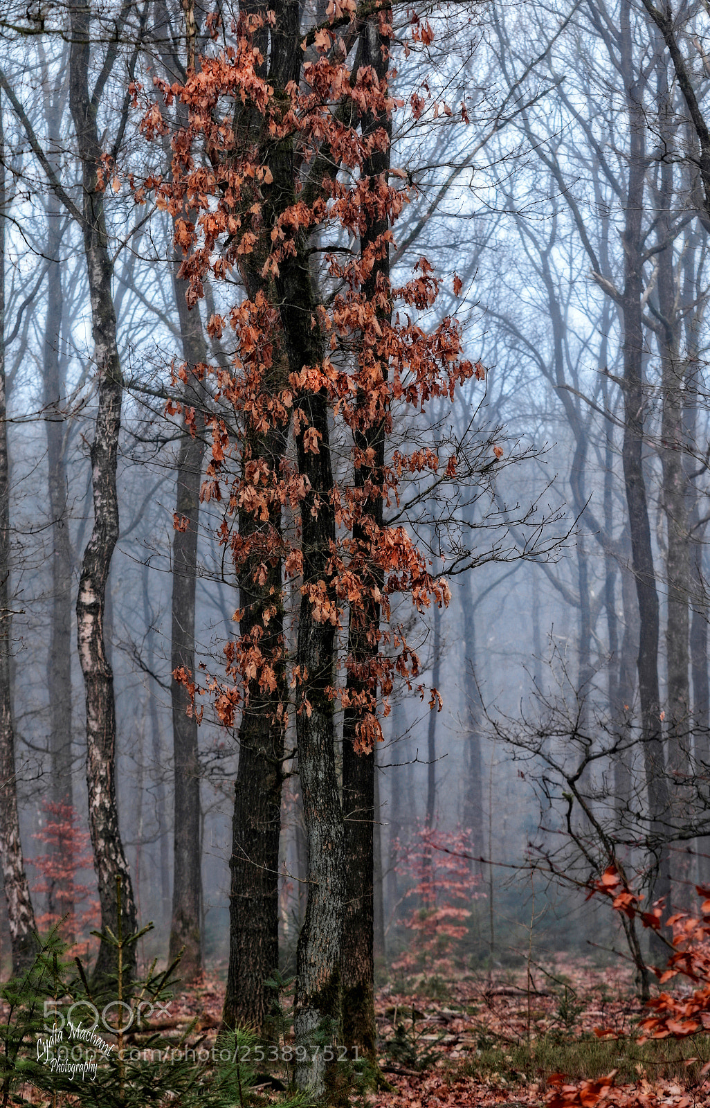 Canon EOS 7D Mark II sample photo. Waiting for green spring photography