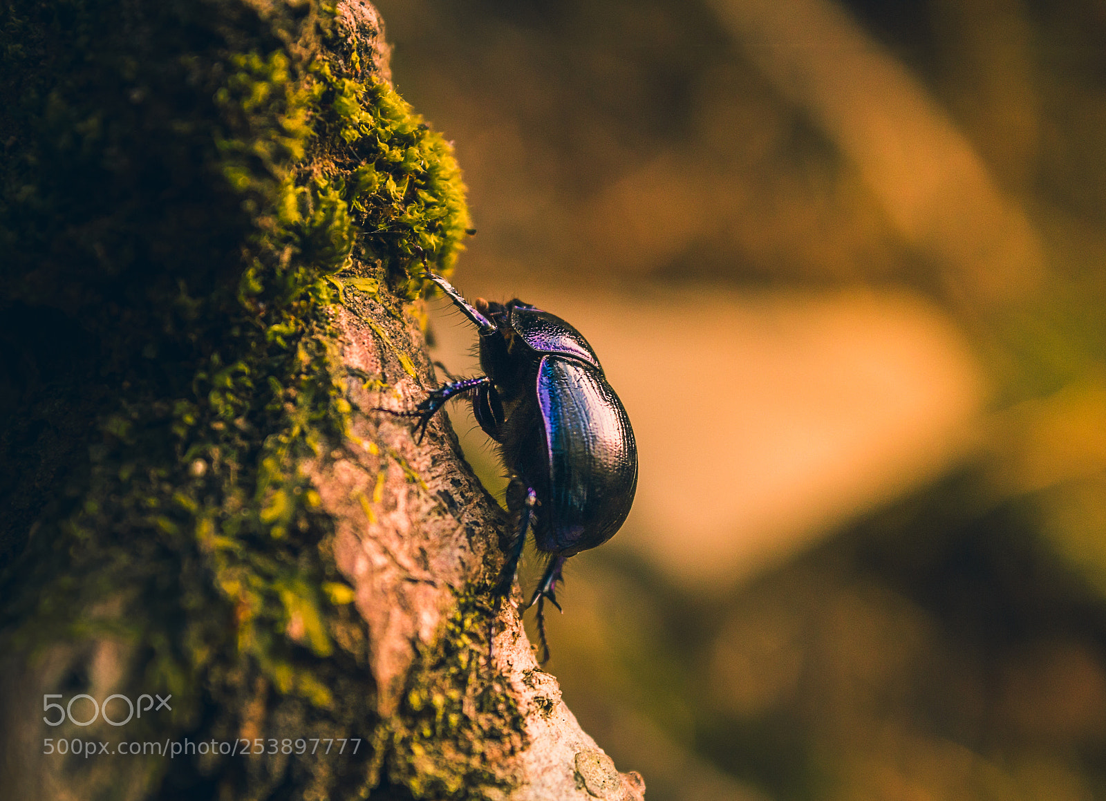 Canon EOS 1200D (EOS Rebel T5 / EOS Kiss X70 / EOS Hi) sample photo. Beetle's ascension photography