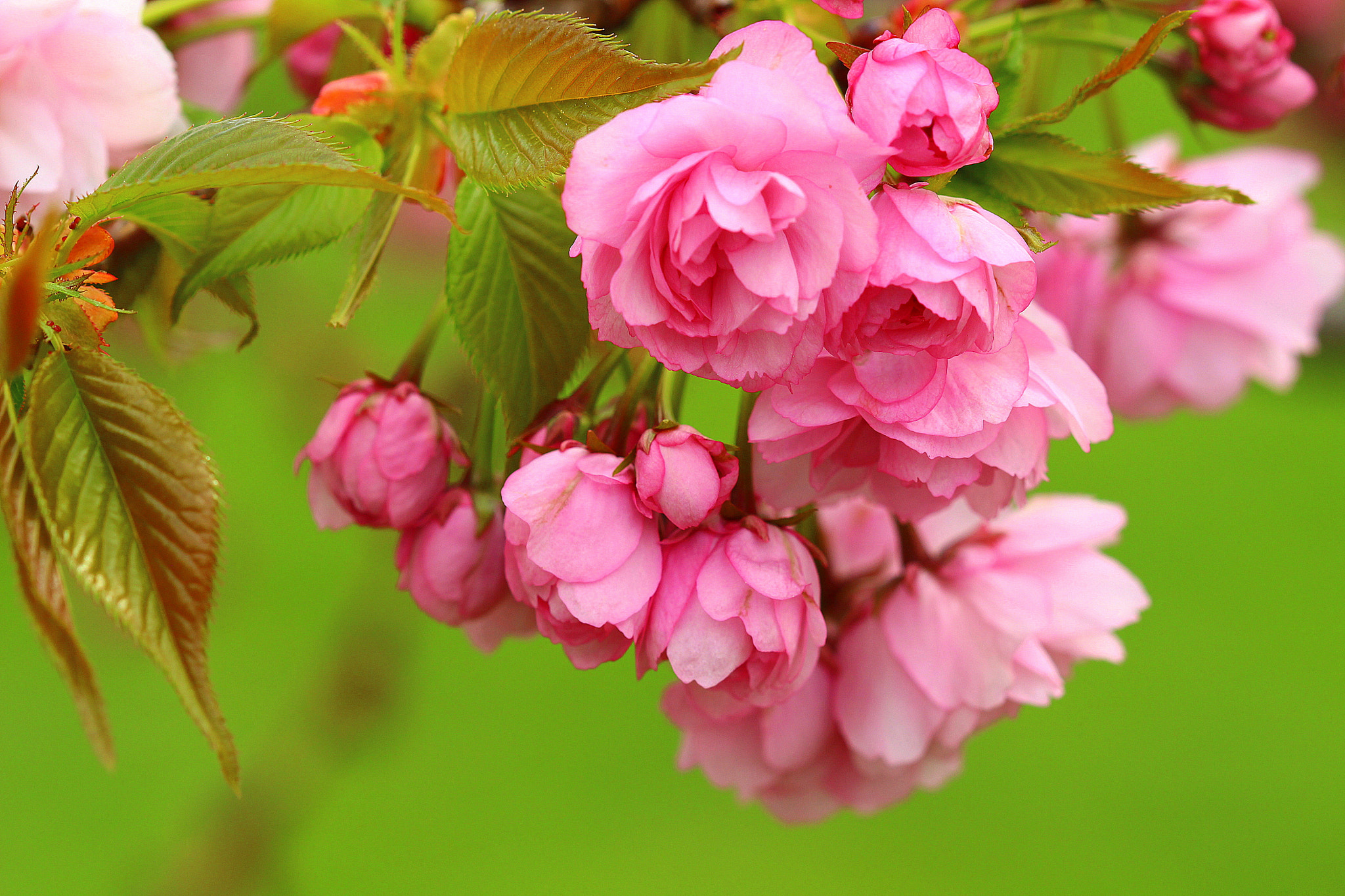 Canon EF 100mm F2.8 Macro USM sample photo. İlkbahar ... photography