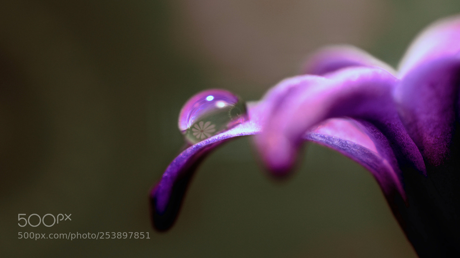 Nikon D5600 sample photo. Purple rain iii photography