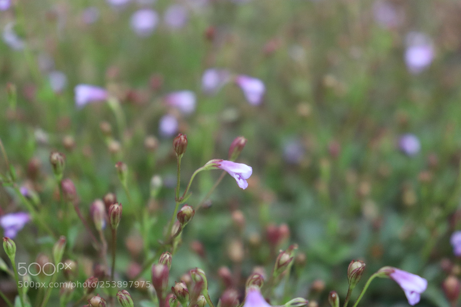 Canon EOS 800D (EOS Rebel T7i / EOS Kiss X9i) sample photo. Img photography