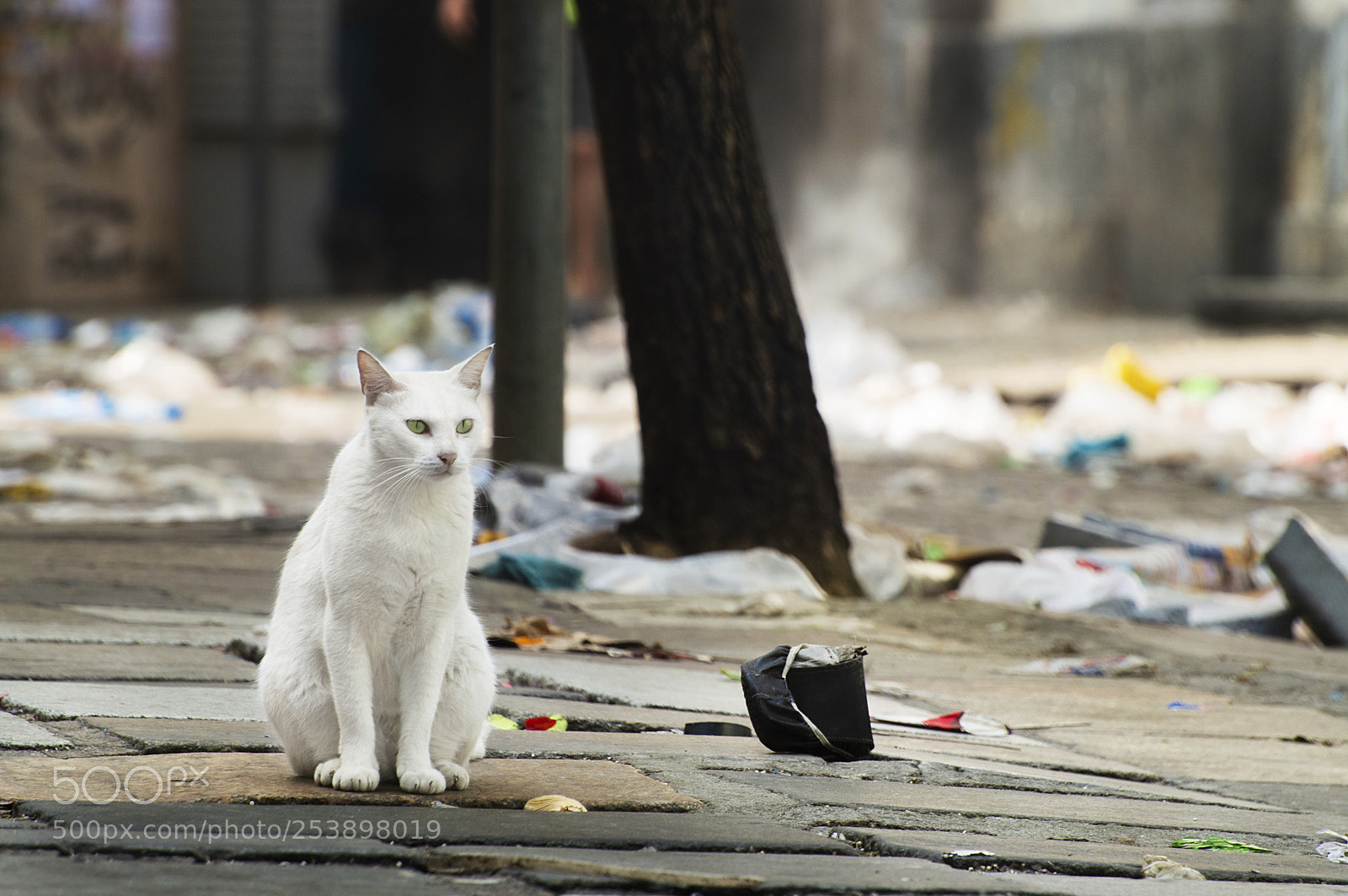 Nikon D3200 sample photo. Gato de rua photography