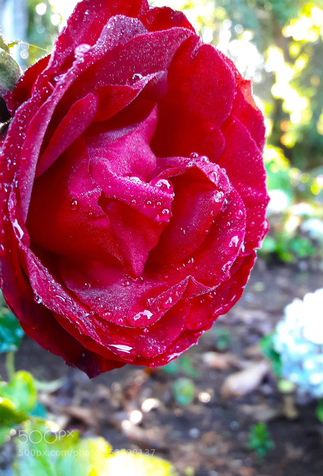 Samsung Galaxy J7 sample photo. Rosa roja photography