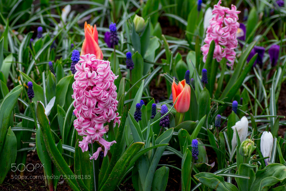Canon EOS 60D sample photo. Flowers photography