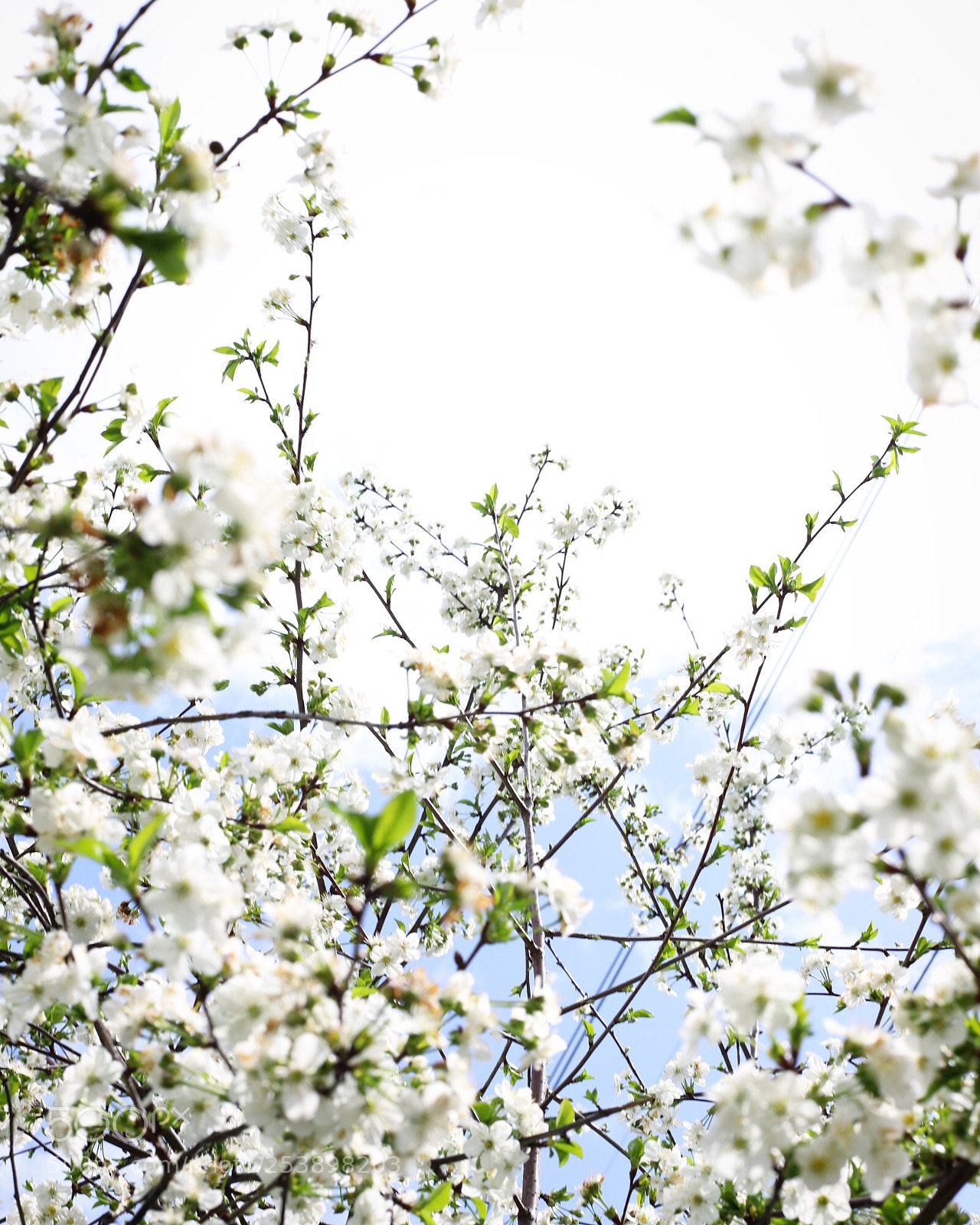 Canon EOS 6D Mark II sample photo. Spring 2018 photography