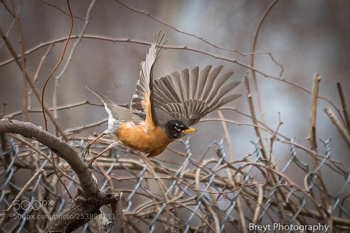 Canon EOS 5D Mark IV sample photo. Taking flight. photography