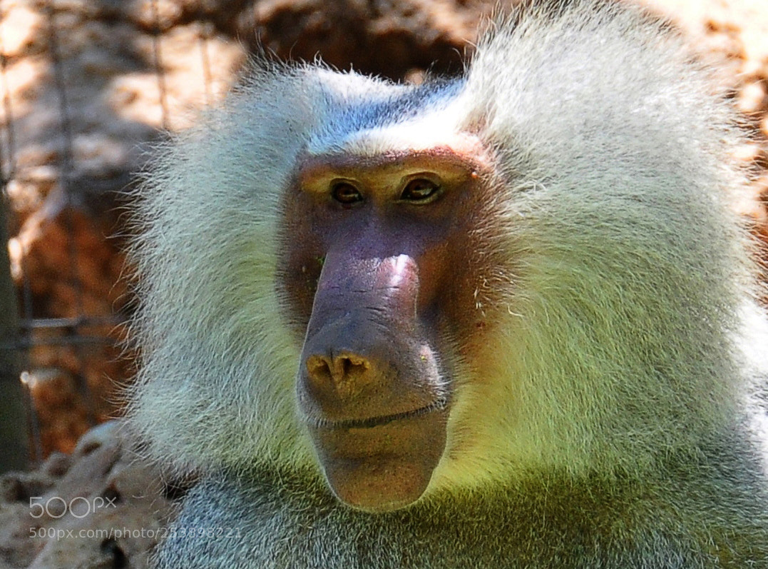 Nikon D90 sample photo. Intellectual's view photography