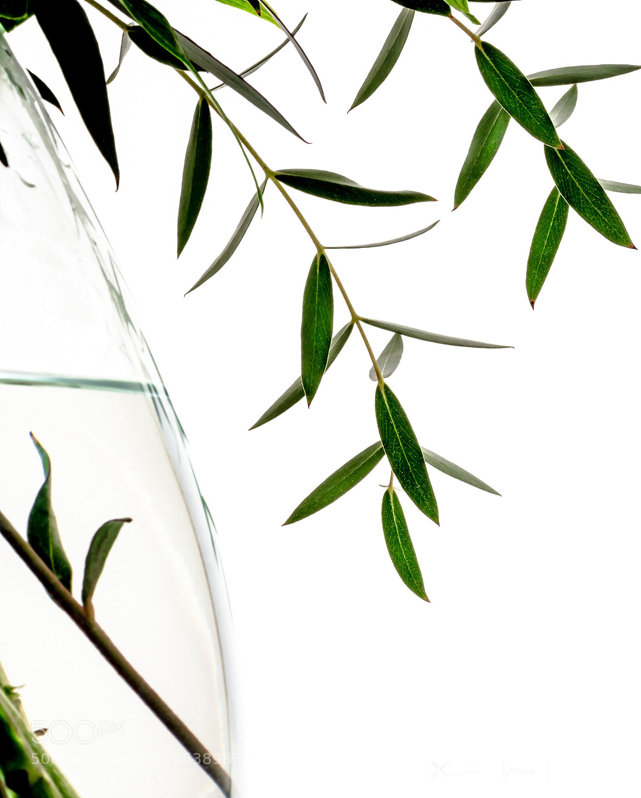 Olympus OM-D E-M1 Mark II sample photo. Eucalyptus vase.. photography