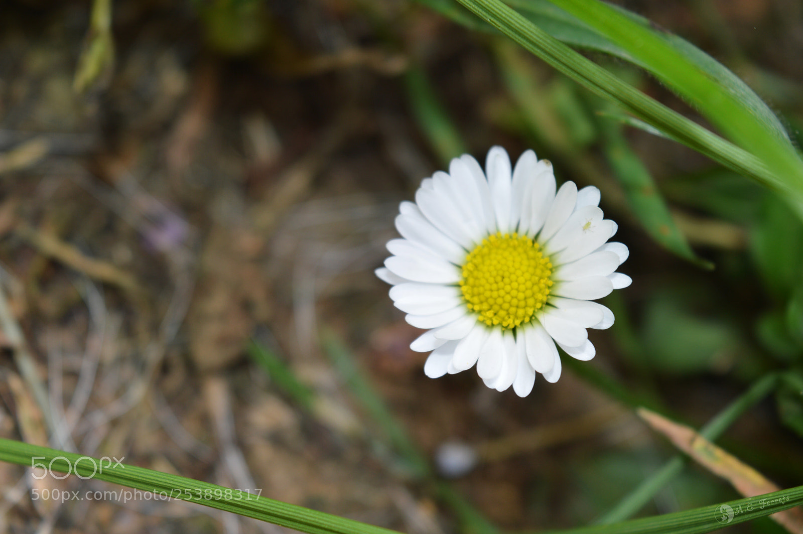 Nikon D3200 sample photo. Marguerite de printemps photography