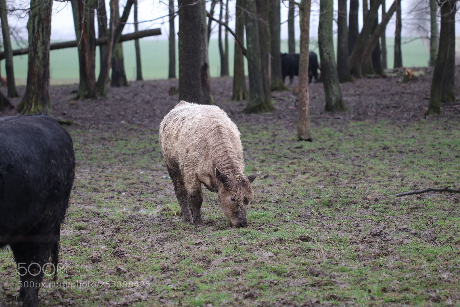 Canon EOS 80D sample photo. Cow photography
