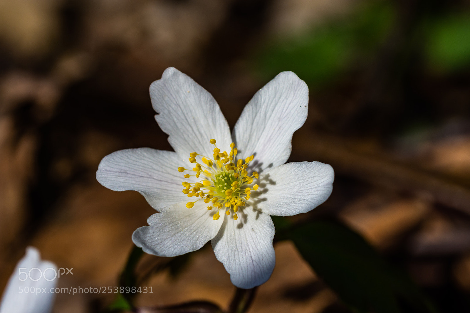 Nikon D7200 sample photo. Anemone nemorosa photography