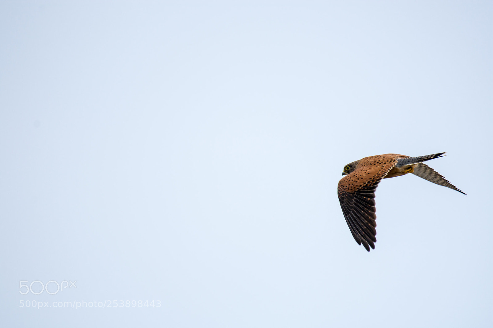 Nikon D7200 sample photo. Rock kestrel photography