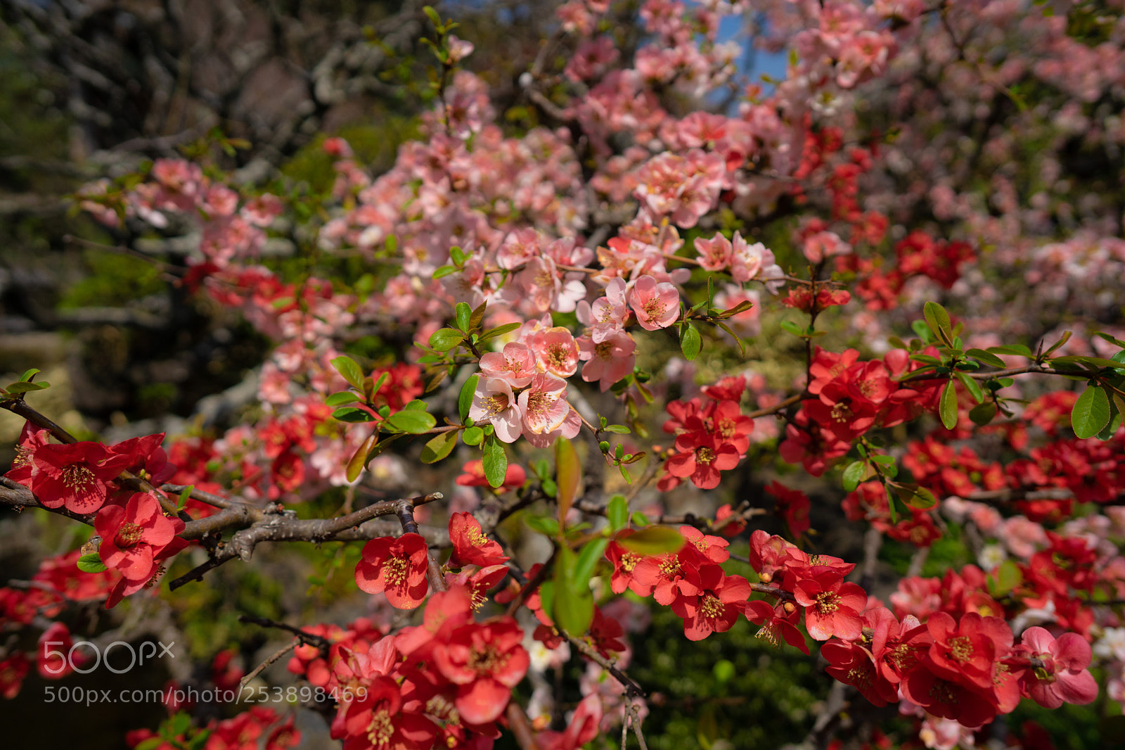 Sony a7 sample photo. Untitled photography