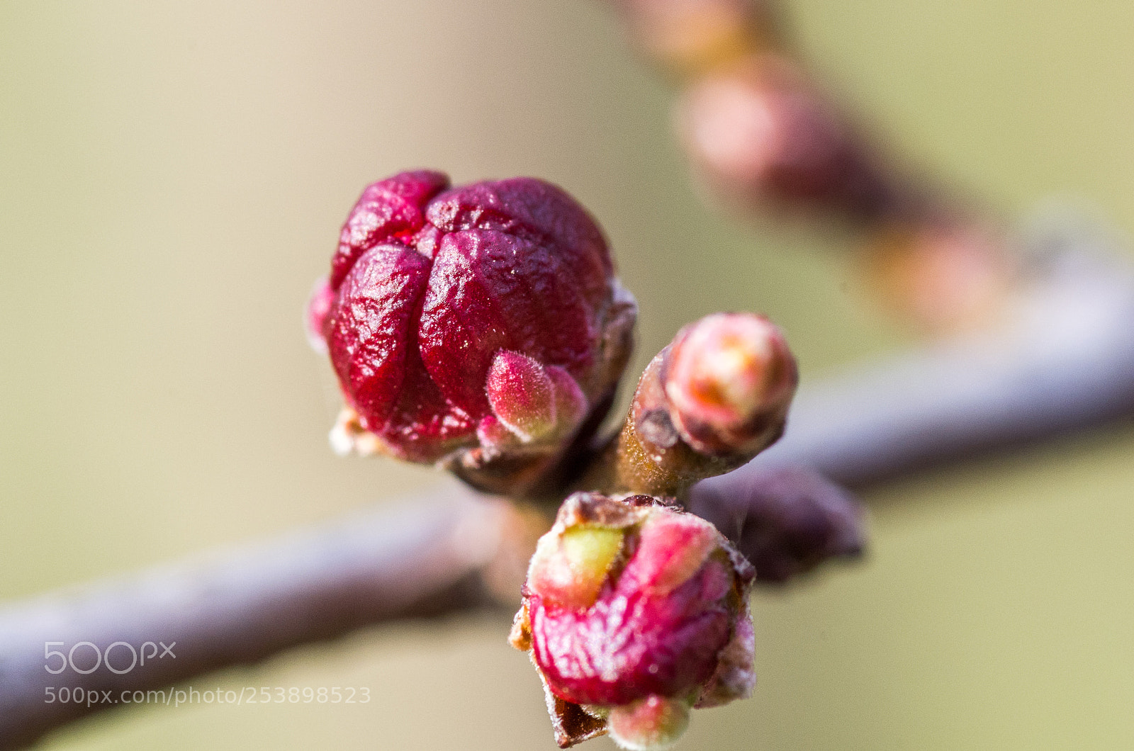 Pentax K-5 sample photo. Apricot photography