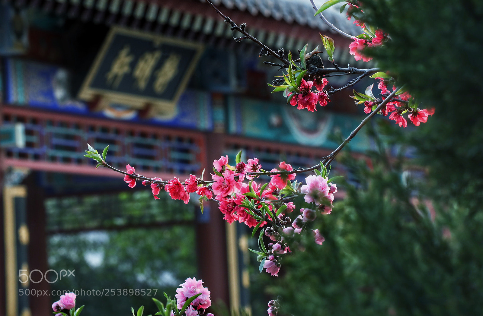 Canon EOS 5D Mark IV sample photo. Untitled photography
