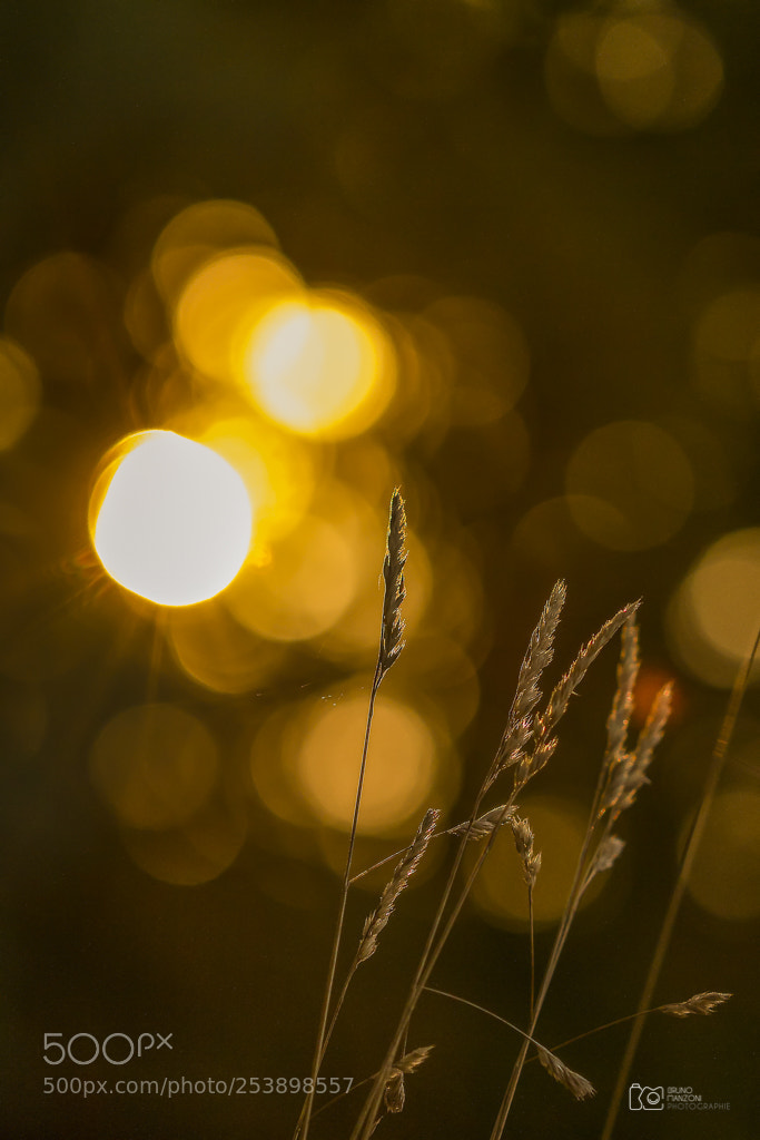 Canon EOS 7D sample photo. Naturellement photography