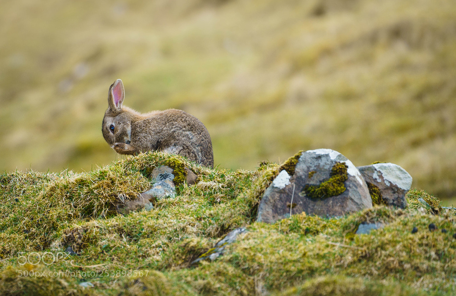 Sony a7R III sample photo. Habitant of the highlands photography