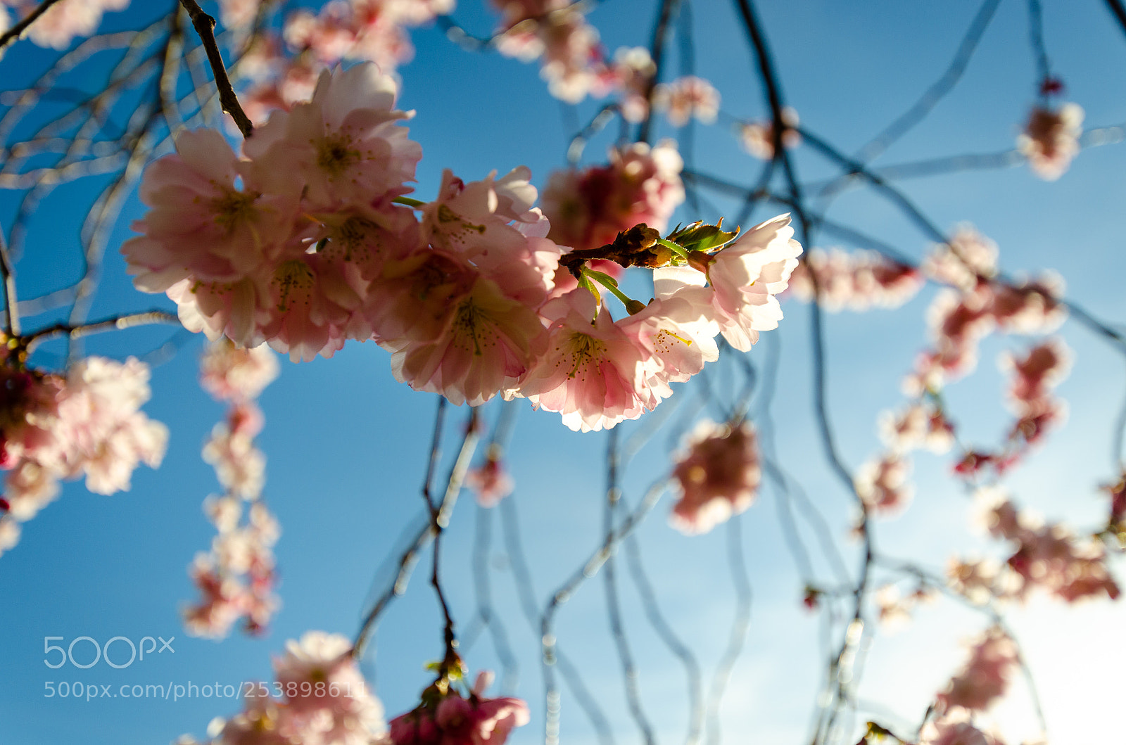 Nikon D7000 sample photo. Spring is coming photography