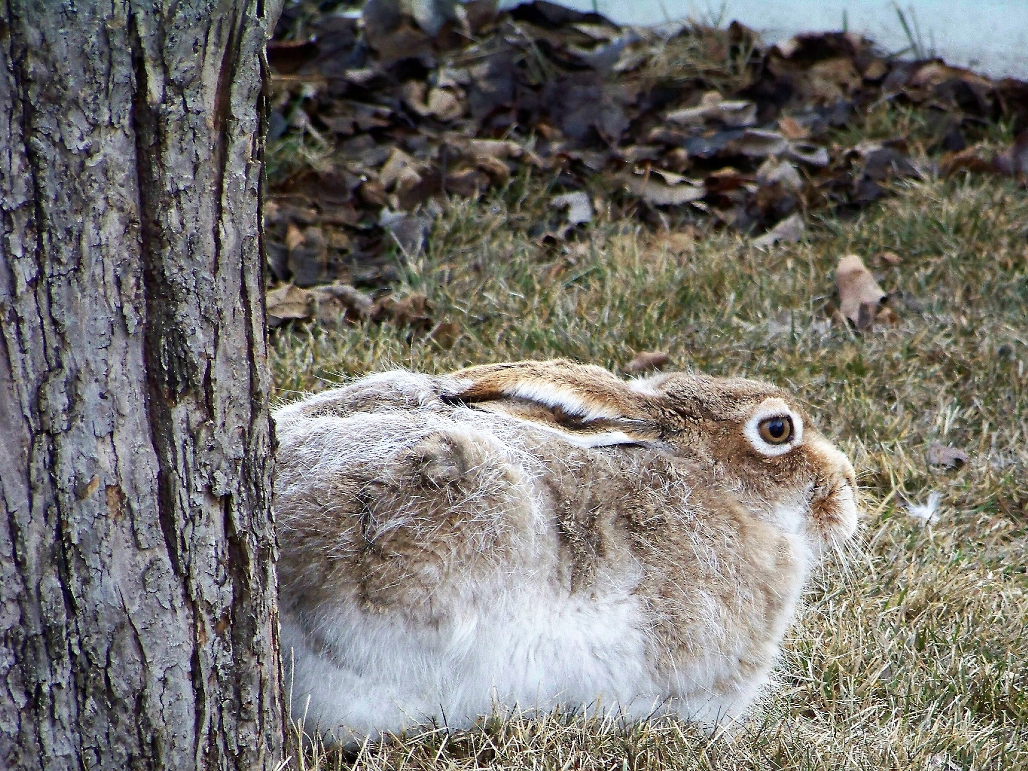 Kodak Z812 IS ZOOM DIGITAL CAMERA sample photo. Furry fertilizer photography