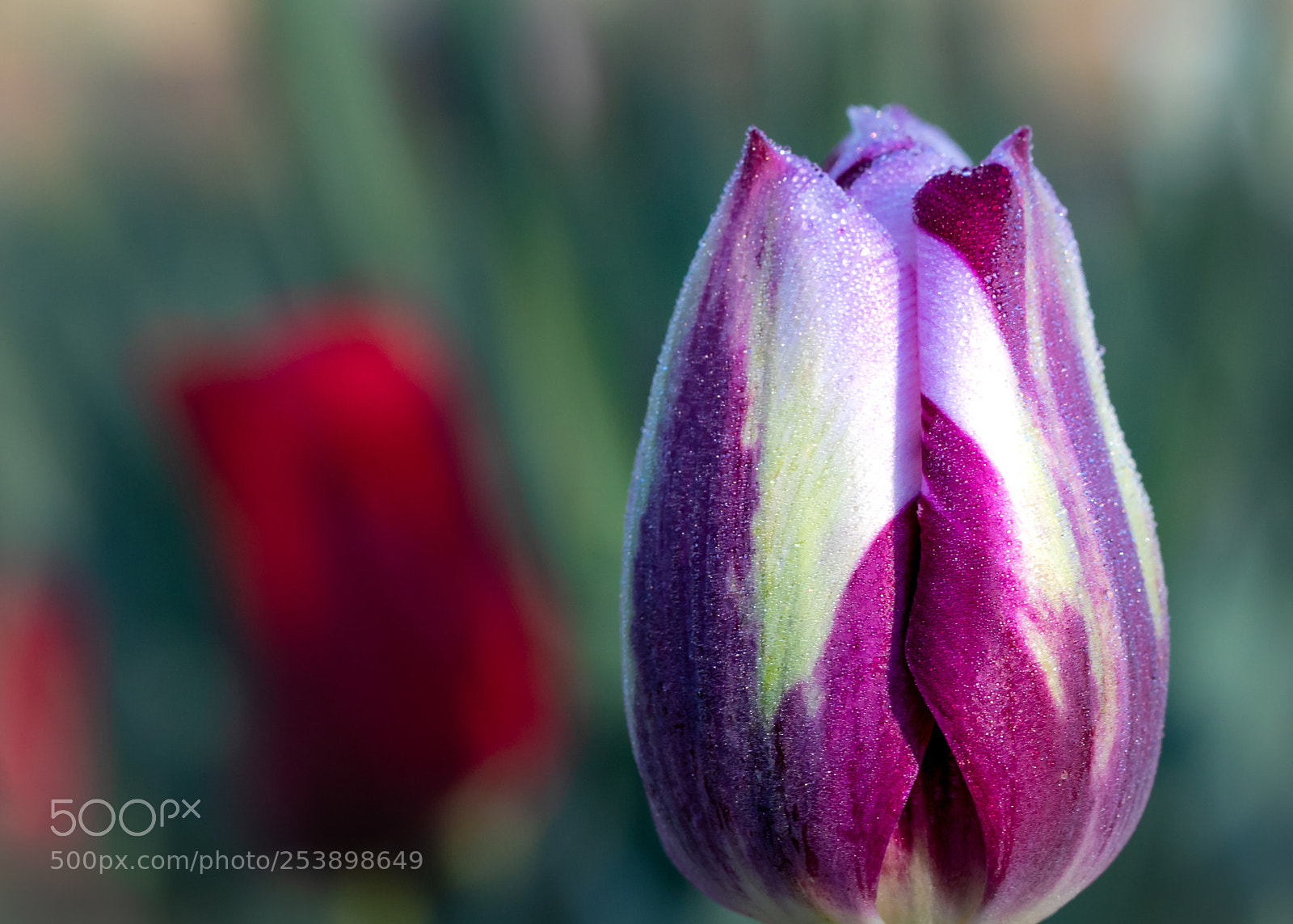 Canon EOS 5D Mark IV sample photo. Exclusively yours photography