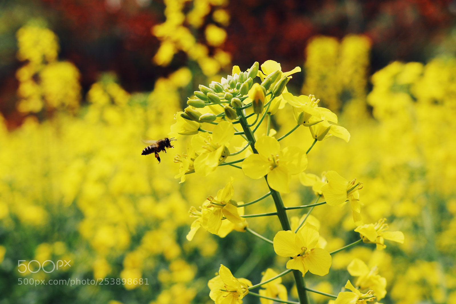 Canon EOS 80D sample photo. Untitled photography
