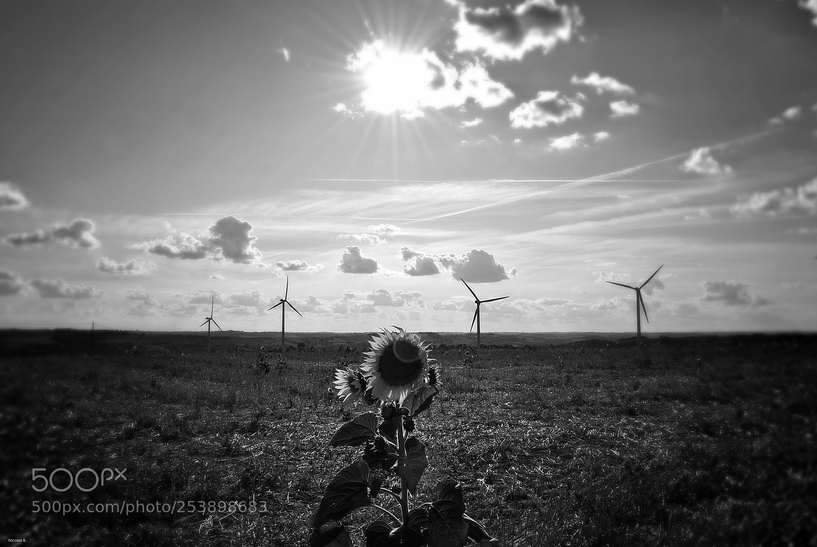 Nikon D3000 sample photo. Field & sun photography