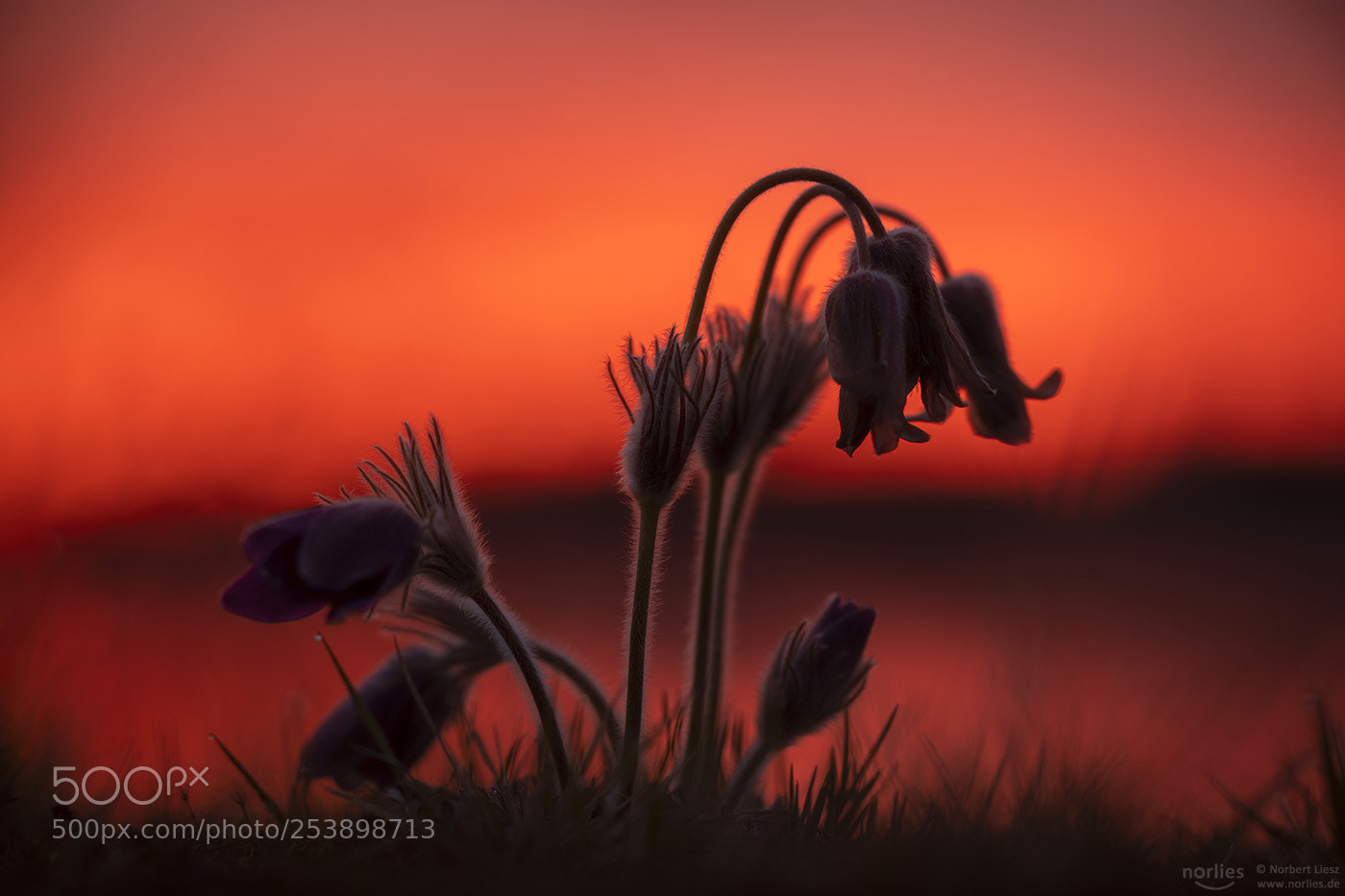 Nikon D850 sample photo. Shadow flowers photography
