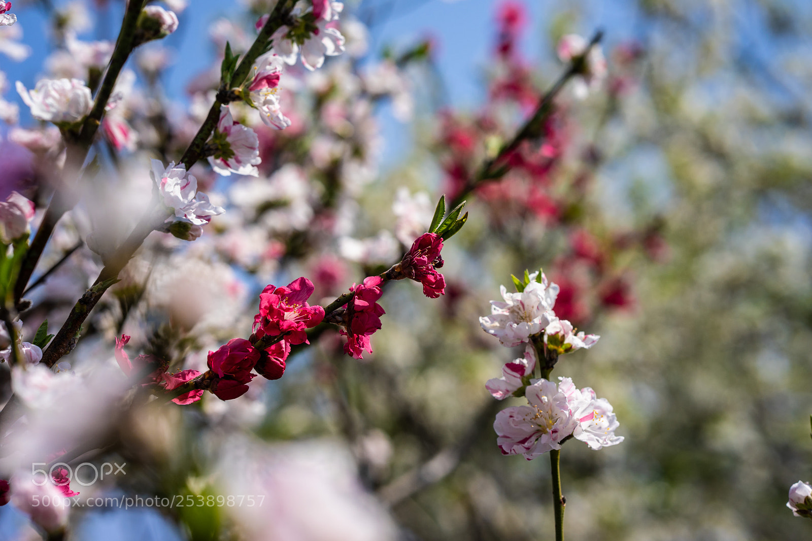 Sony a7 sample photo. Untitled photography
