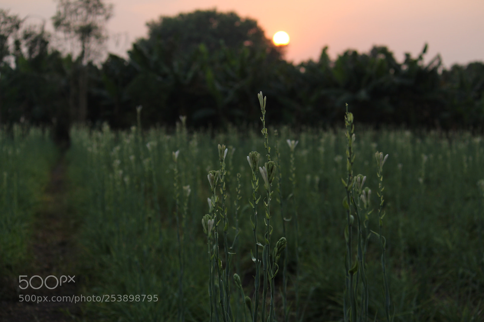 Canon EF-S 55-250mm F4-5.6 IS II sample photo. Scene photography