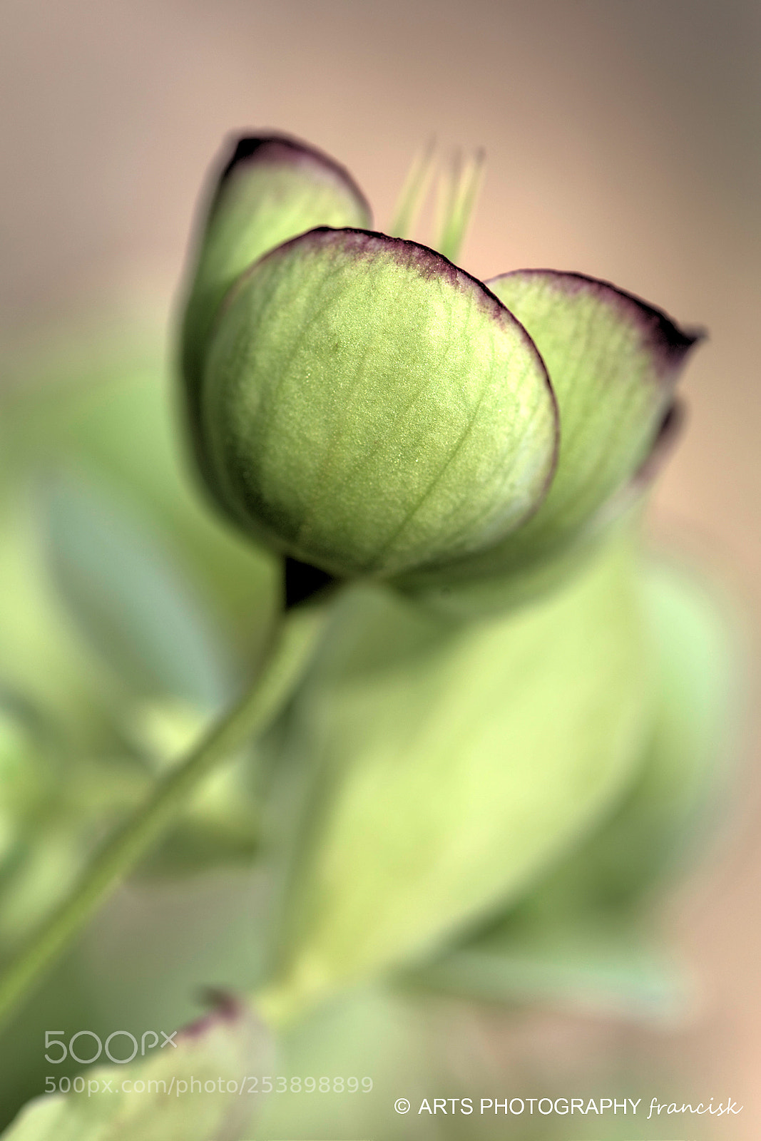 Nikon D810 sample photo. Toute ronde ... photography