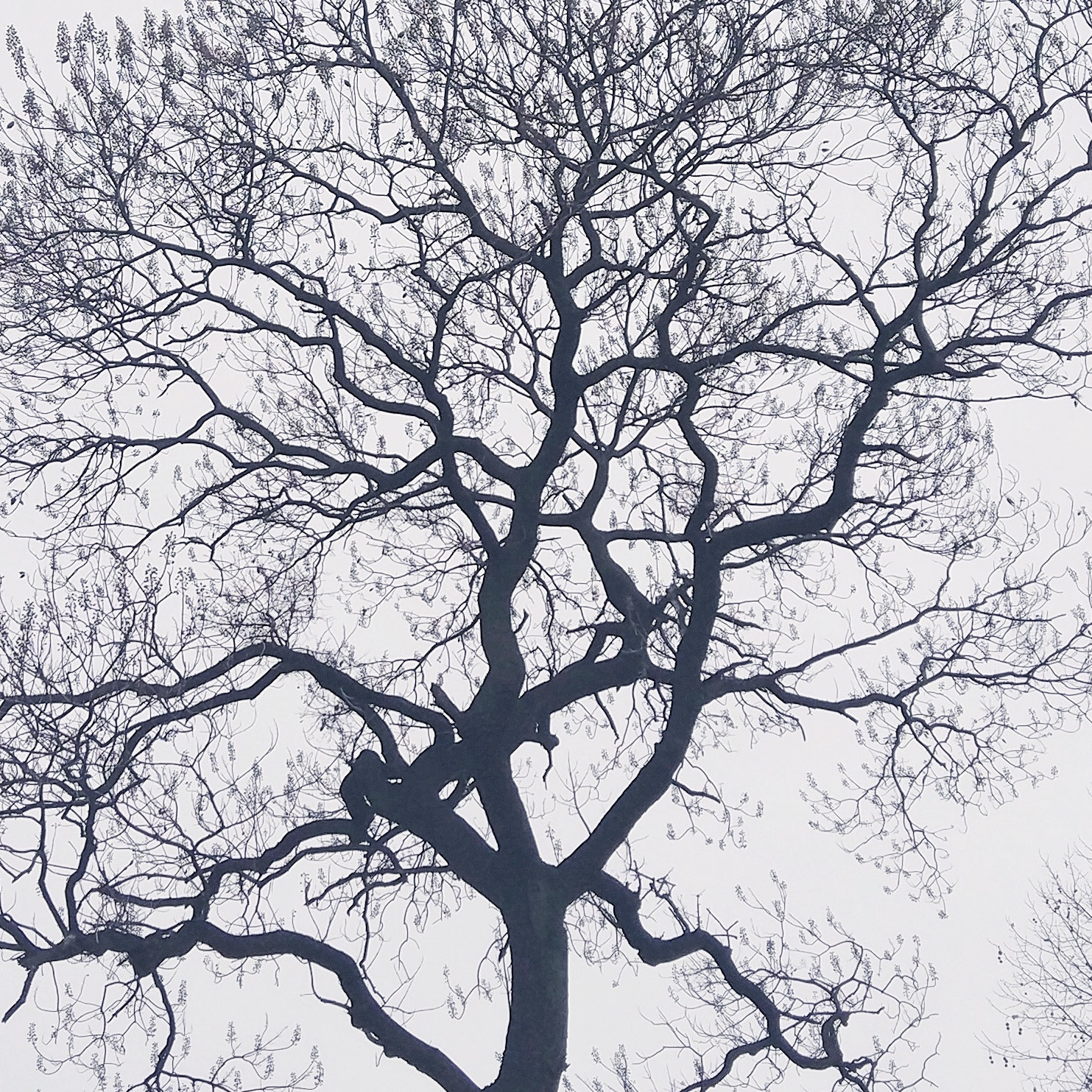 Xiaomi MI 5s sample photo. Tree photography