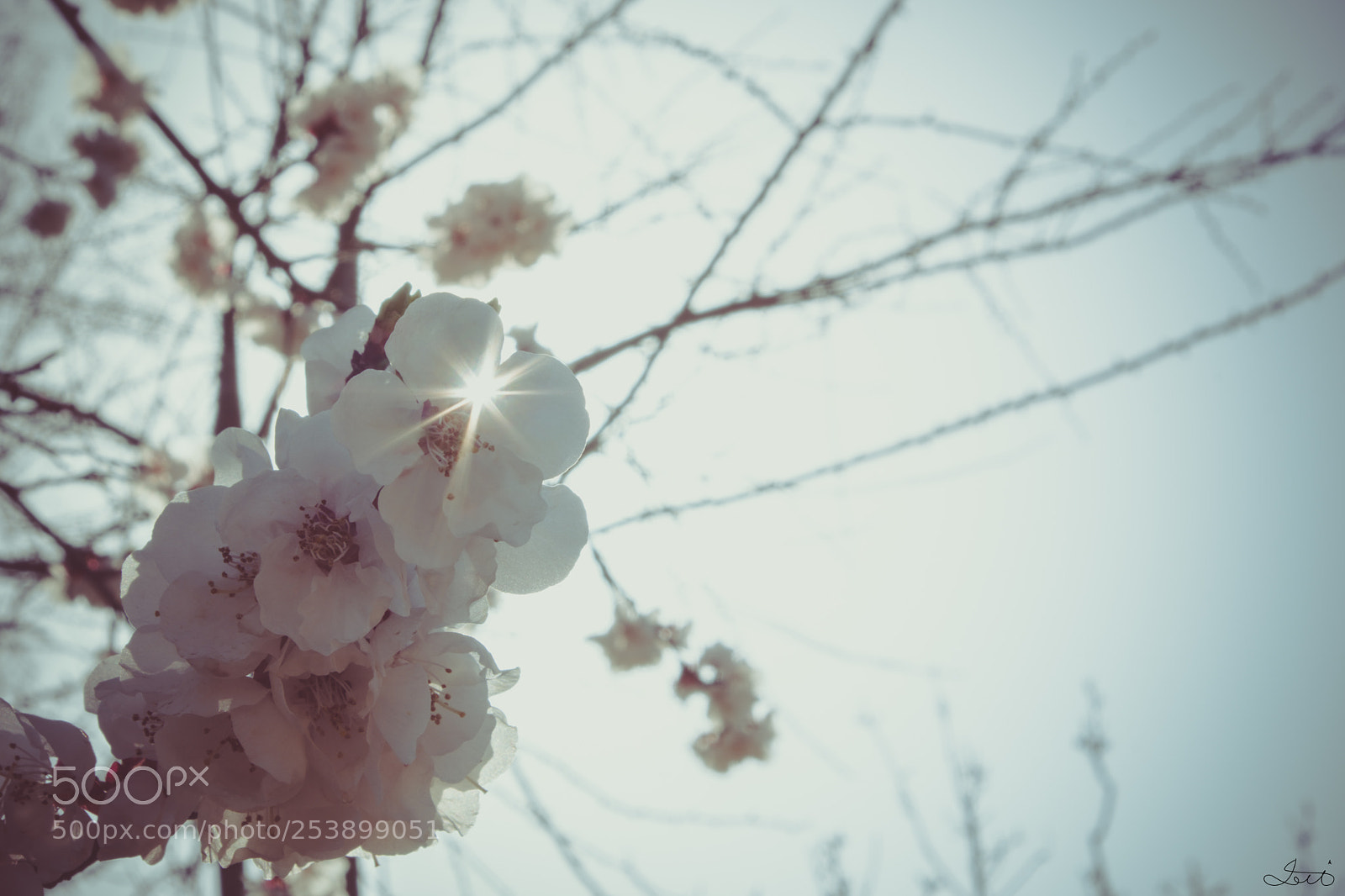 Fujifilm X-T20 sample photo. Blooming sunlight photography