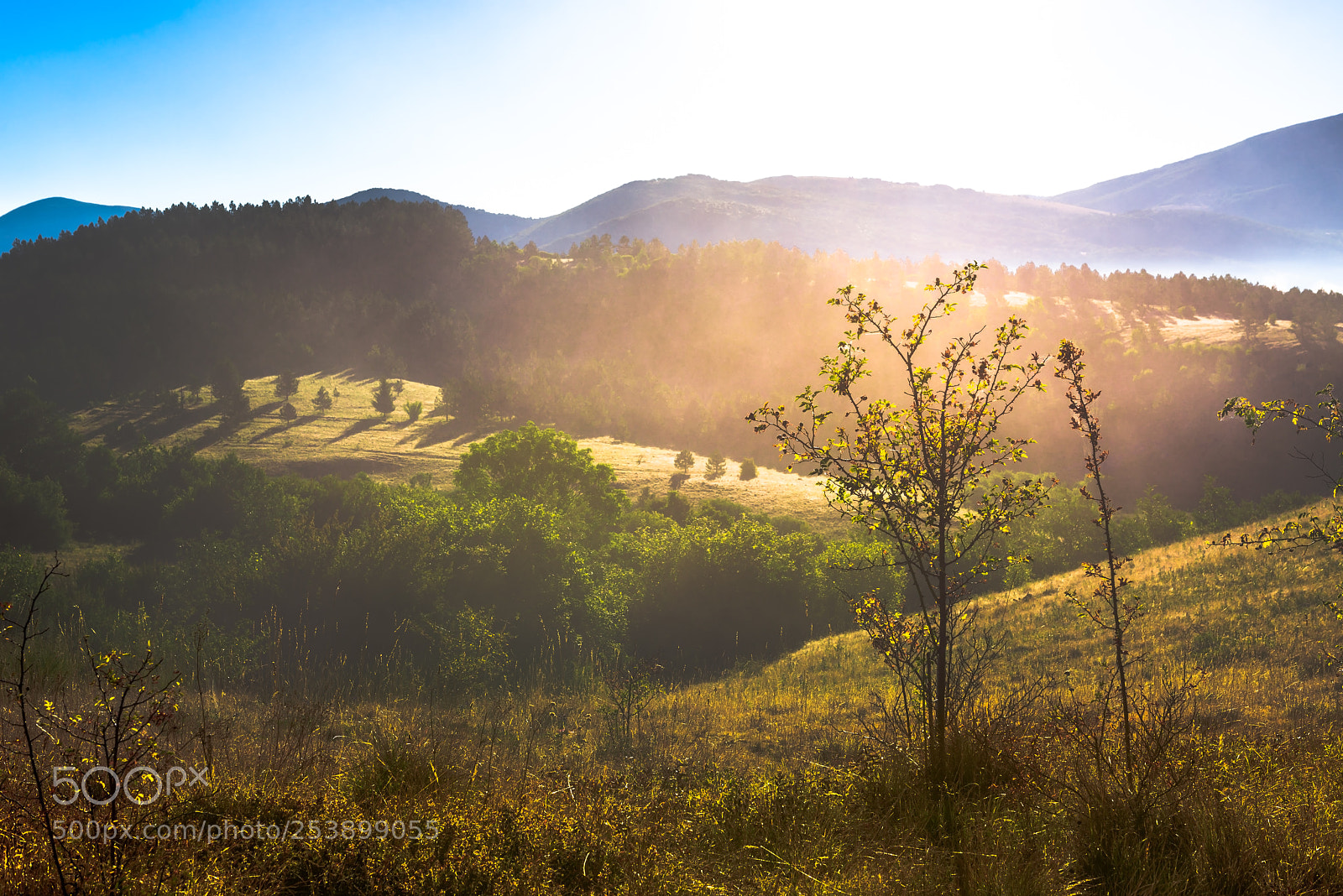 Nikon D810 sample photo. Lone tree bathed in photography