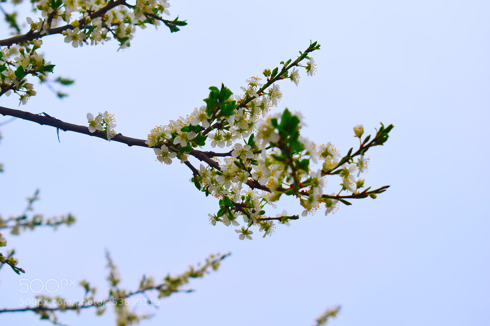 Nikon D5300 sample photo. Dsc photography