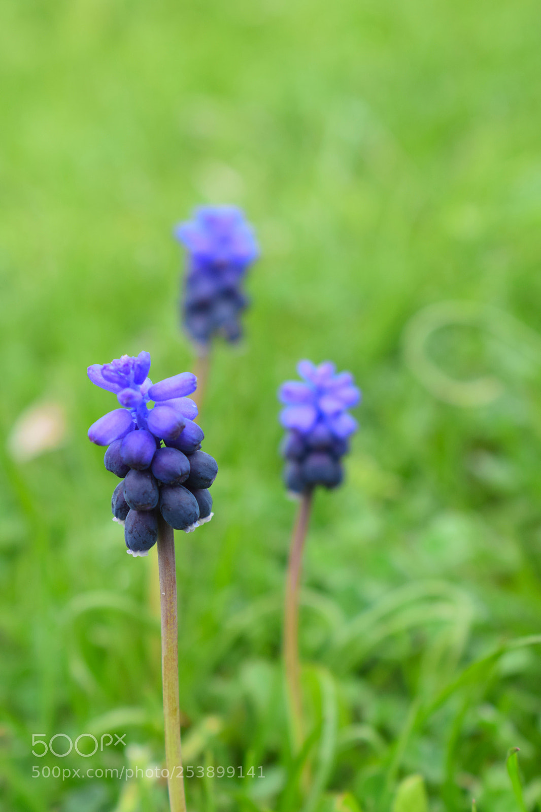 Nikon D5300 sample photo. Dsc photography